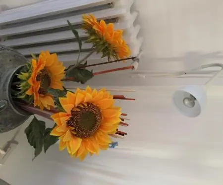 舍利莎住宿加早餐旅馆 住宿加早餐酒店